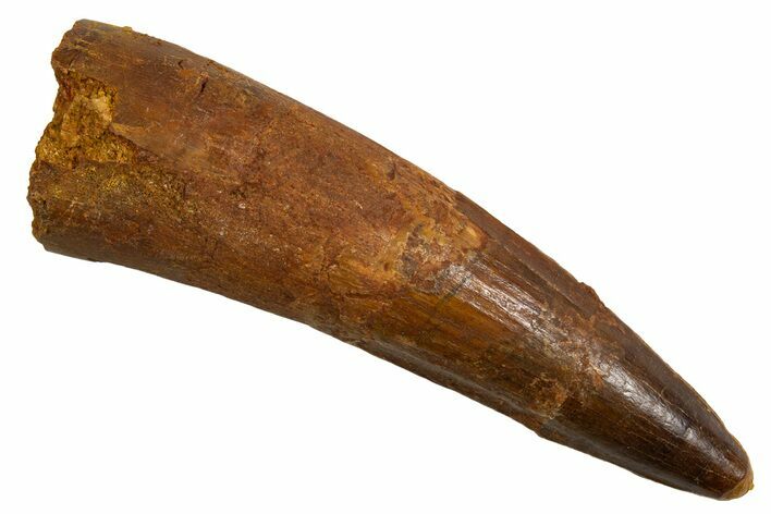 Fossil Spinosaurus Tooth - Real Dinosaur Tooth #326244